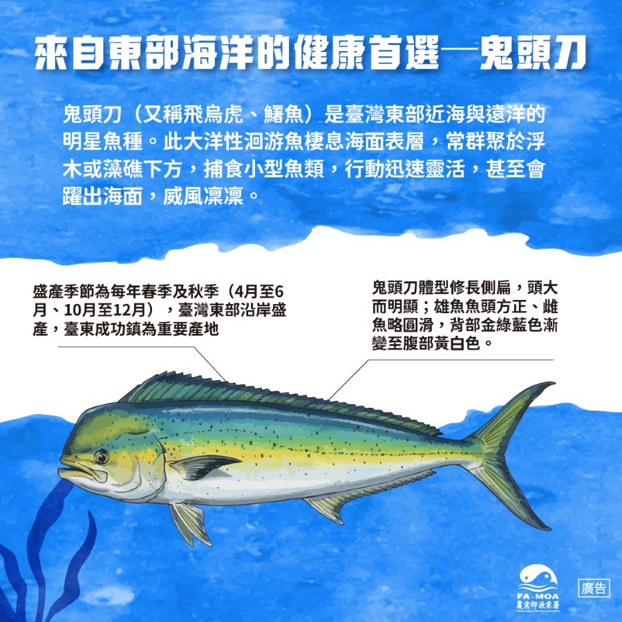 隨著漁業冷鏈技術提升，鬼頭刀現今漁獲可在產地即時分切處理並急速冷凍，有效保存鮮度與風味，魚體無腥味、口感彈性佳。(圖/農業部漁業署)
