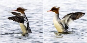 影音/瀕危稀客唐秋沙現蹤宜蘭 鳥友爭賞追拍過足鳥癮