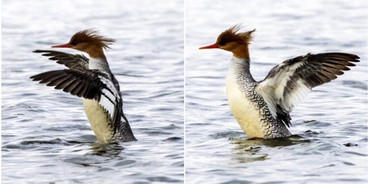 影音/瀕危稀客唐秋沙現蹤宜蘭 鳥友爭賞追拍過足鳥癮