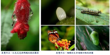 新莊地政 1/6 起變身生態藝廊！攜手社大展出微觀攝影     捕捉生命奧秘