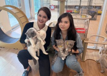 嘉義縣喵星人命定配對活動30日截止　限18歲以上縣民認養