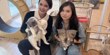 嘉義縣喵星人命定配對活動30日截止　限18歲以上縣民認養