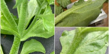 影音/高經濟當紅蔬菜 農場種出巨無霸冰花