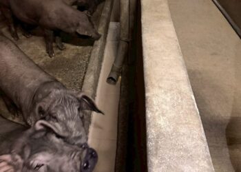 九如查獲2場惡意違規　養豬場禁止餵食廚餘