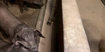 九如查獲2場惡意違規　養豬場禁止餵食廚餘