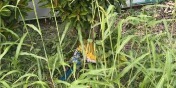 擅闖民宅殘害鸚鵡　屏東警迅速查緝依法送辦