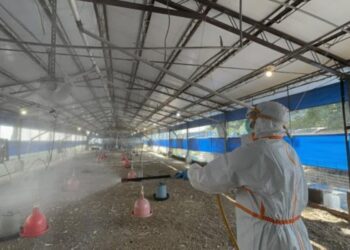 南市後壁雞場確診H5N1禽流感 撲殺上萬隻蛋中雞