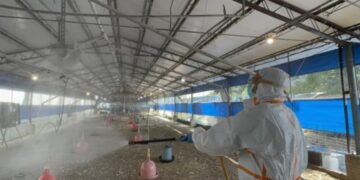 南市後壁雞場確診H5N1禽流感 撲殺上萬隻蛋中雞