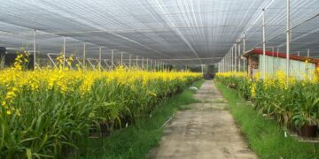 強烈大陸冷氣團影響  請農友嚴加防寒措施及注意自身保暖