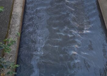 窮追不捨！新北稽查員跨溪溯源     揪出林子溪上游營造廠污染公司田溪元兇