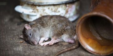 國內爆今年首例漢他病毒! 北部7旬翁「家有老鼠蹤跡」染疫病逝