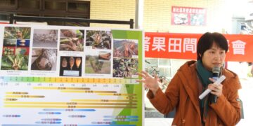 中區農改場微噴霧降溫穩定開花期園區微氣候  枇杷開花結果好收成