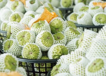 鳳梨釋迦外銷見成效  縣府深耕星國3年銷售突破1.6萬公斤