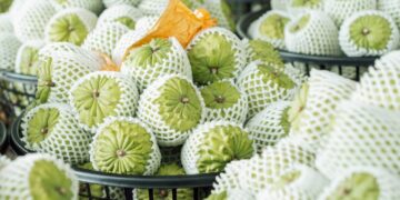 鳳梨釋迦外銷見成效  縣府深耕星國3年銷售突破1.6萬公斤