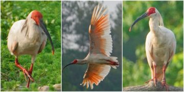 影音/這裡有鳥事/中國國寶級朱䴉白羽紅頭身形奇美 近乎滅絕幸運復育成功