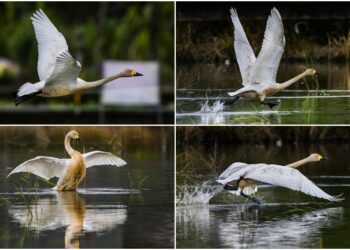 影音/這裡有鳥事/小天鵝現蹤員山大湖 千姿百態好鳥趣