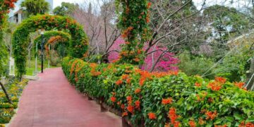櫻花、炮仗花接力盛開！鶯歌永吉公園春季花季開跑     繽紛花海美不勝收