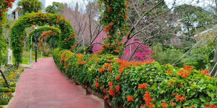 櫻花、炮仗花接力盛開！鶯歌永吉公園春季花季開跑     繽紛花海美不勝收