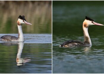 影音/珍稀冠鷿鷈現蹤卑南溪口 縣府呼籲暫停水域活動降低干擾