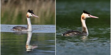 影音/珍稀冠鷿鷈現蹤卑南溪口 縣府呼籲暫停水域活動降低干擾