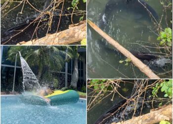 影音/人們愛SPA 水中魚兒也很愛!?