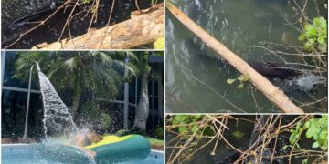 影音/人們愛SPA 水中魚兒也很愛!?