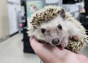 國際刺蝟日傳愛!新北「特寵登記計畫」送 300 元 前 500 名限時開跑