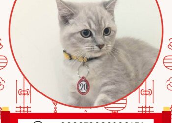 「喵星人命定配對」中籤率僅0.65%　2月8日抽出幸運飼主