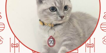 「喵星人命定配對」中籤率僅0.65%　2月8日抽出幸運飼主