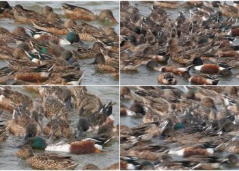 這裡有鳥事/影音/鰲鼓溼地琵嘴鴨合演水上圓舞曲 群聚轉圈擾動池水協力覓食