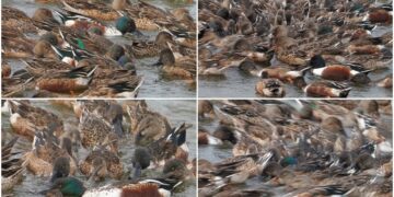 這裡有鳥事/影音/鰲鼓溼地琵嘴鴨合演水上圓舞曲 群聚轉圈擾動池水協力覓食