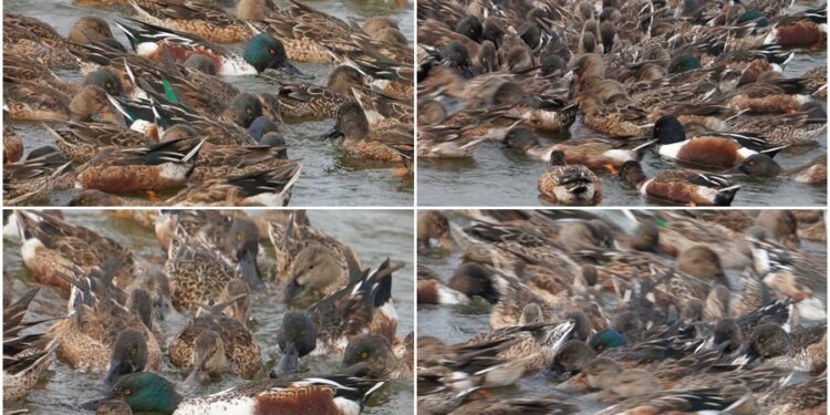 這裡有鳥事/影音/鰲鼓溼地琵嘴鴨合演水上圓舞曲 群聚轉圈擾動池水協力覓食