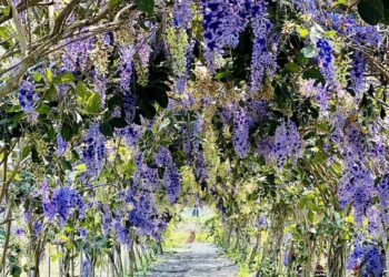 走春好去處  彰化田中窯盛放蜀葵花海迎賓