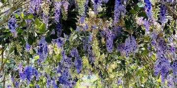 走春好去處  彰化田中窯盛放蜀葵花海迎賓