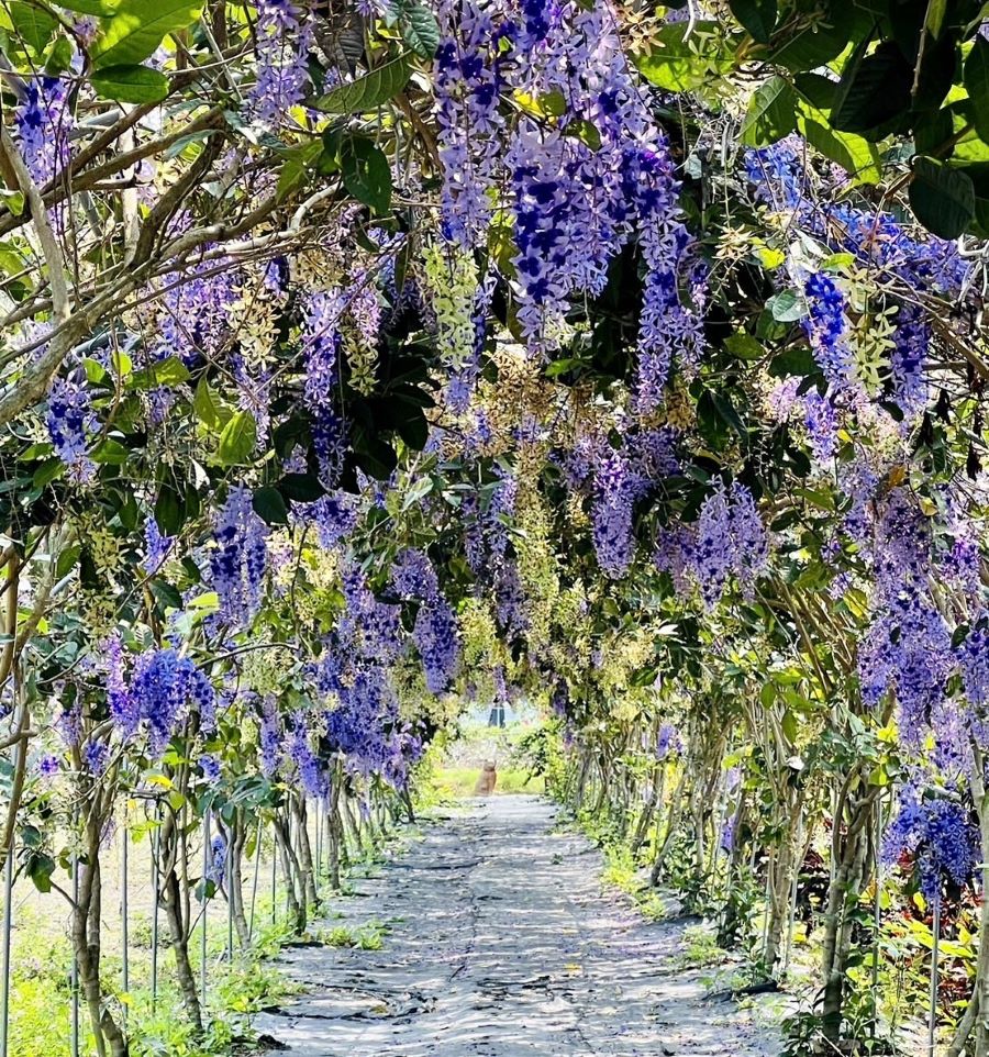  田中窯園區增添新景，500多坪綠色草坪和百米長的許願藤廊道。（圖/記者林均和攝）