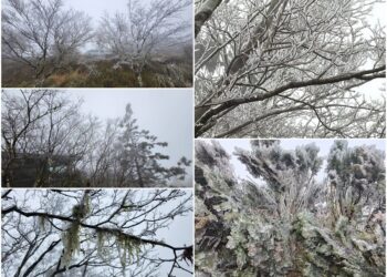 影音/持續低溫寒冷！太平山中午下冰霰 樹上掛滿霧淞