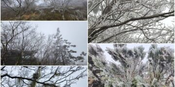 影音/持續低溫寒冷！太平山中午下冰霰 樹上掛滿霧淞